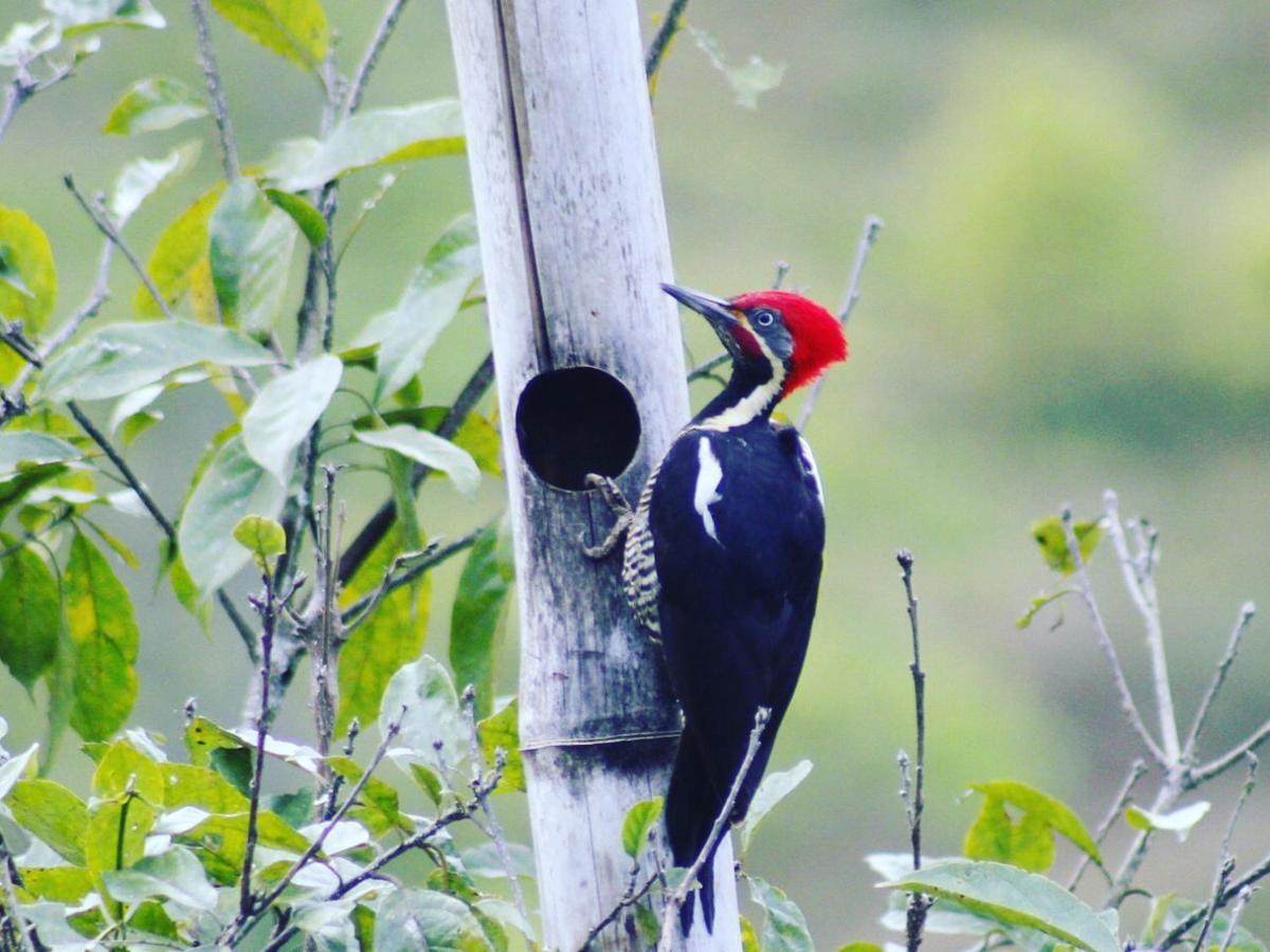 Colibri Tayutic Campsite Turrialba