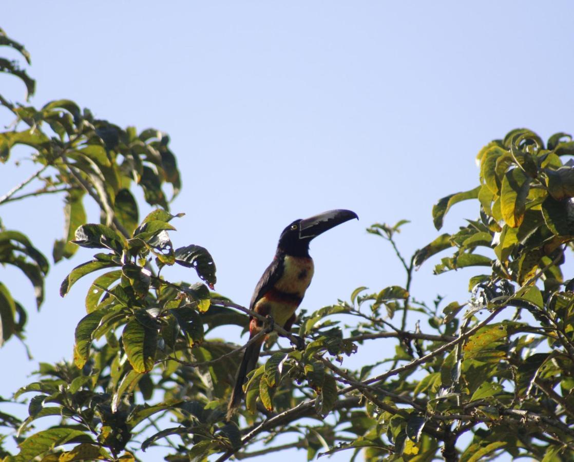 Colibri Tayutic * Turrialba