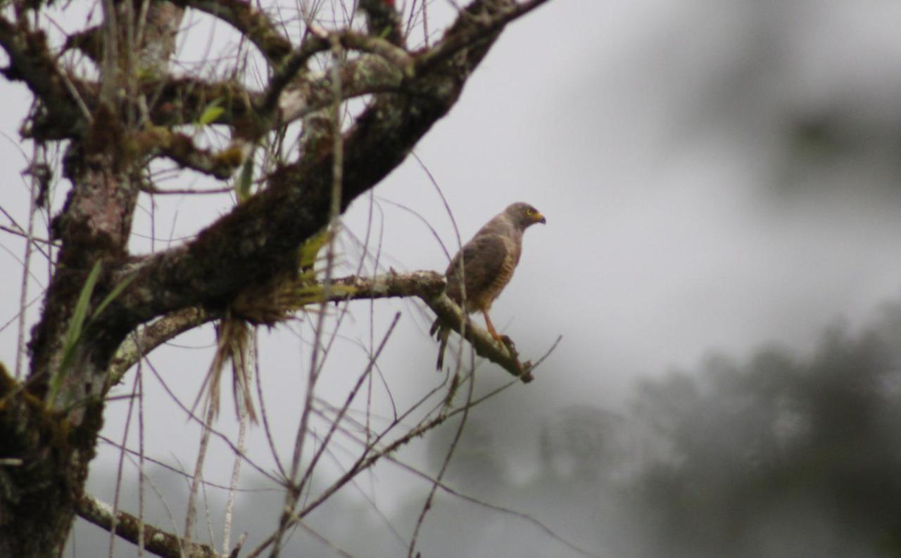 Campsite Colibri Tayutic *