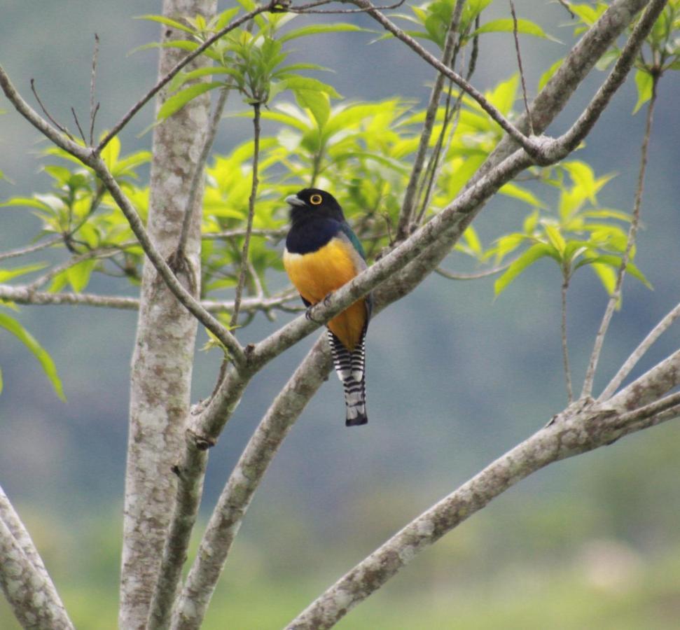 Colibri Tayutic